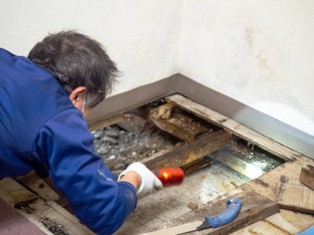 Best Office Mold Removal Services  in Wyoming, MN