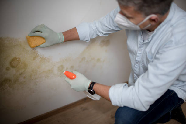 Best Toxic Mold Removal  in Wyoming, MN