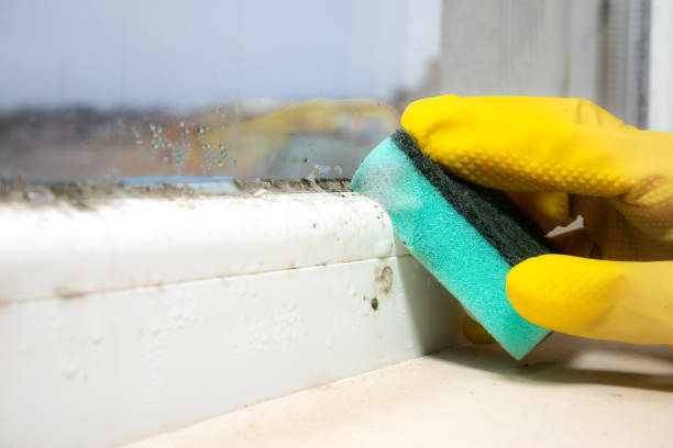 Certified Mold Removal in Wyoming, MN