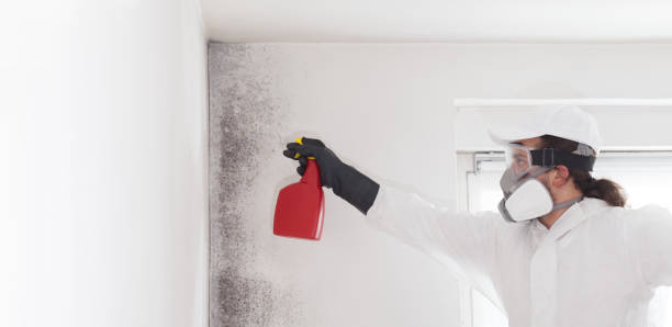 Mold Testing and Removal in Wyoming, MN