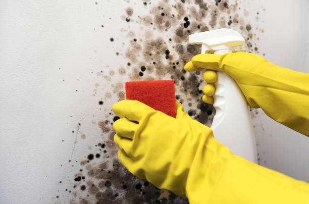 Best Mold Testing and Removal  in Wyoming, MN