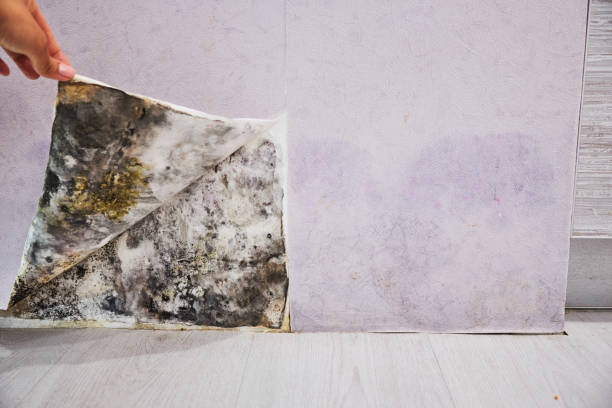 Best Residential Mold Removal  in Wyoming, MN